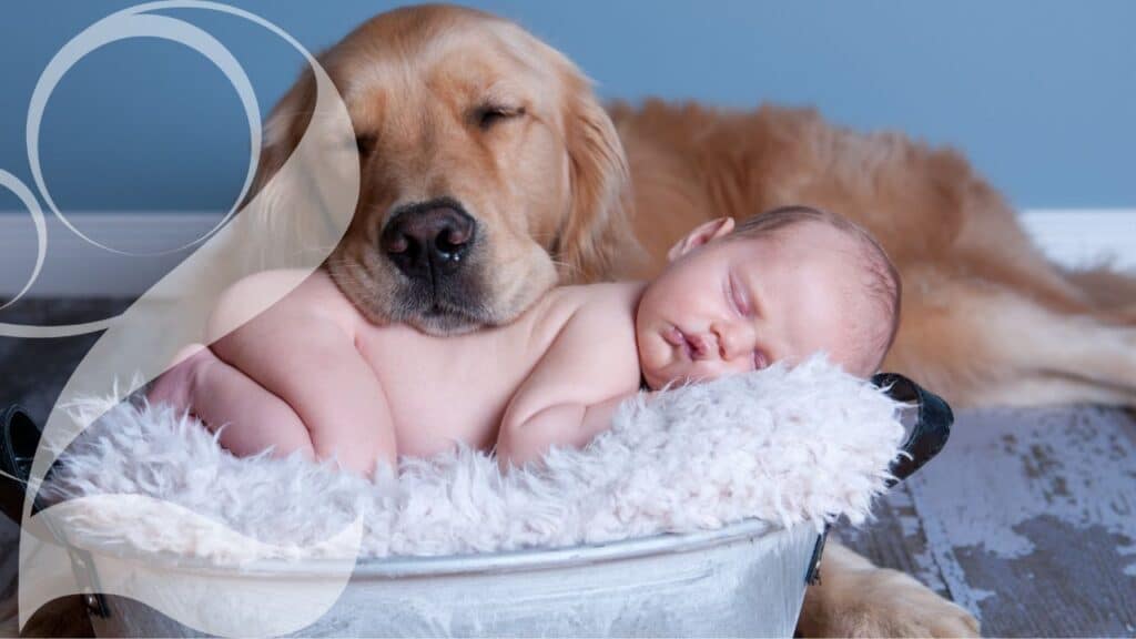 Introducing dog to baby