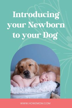 Introducing dog to baby Pinterest Pin
